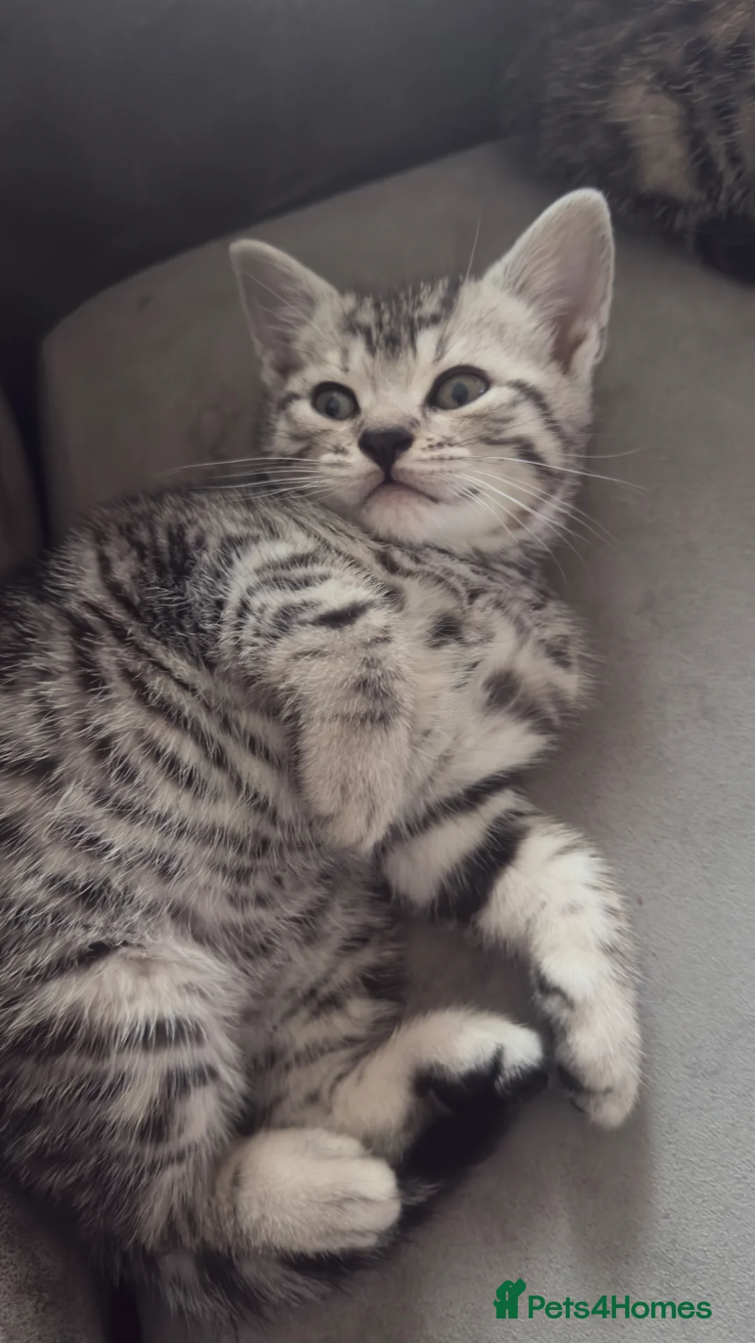 Mixed Breed cats for sale: Half British shorthair kittens  - Advert 2