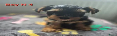 Biewer Terrier 4