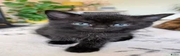 Domestic Shorthair cats for sale: Beautiful Bonded Kittens– Priced as Pairs Only 🐾  - Advert 5