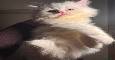Persian cats Chubby Persian kittens for sale! - Advert 14