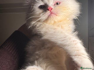 Persian cats Persian kitten for rehome - Advert 1