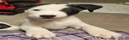 Mixed Breed dogs for sale: American Bulldog x American Akita - Advert 11
