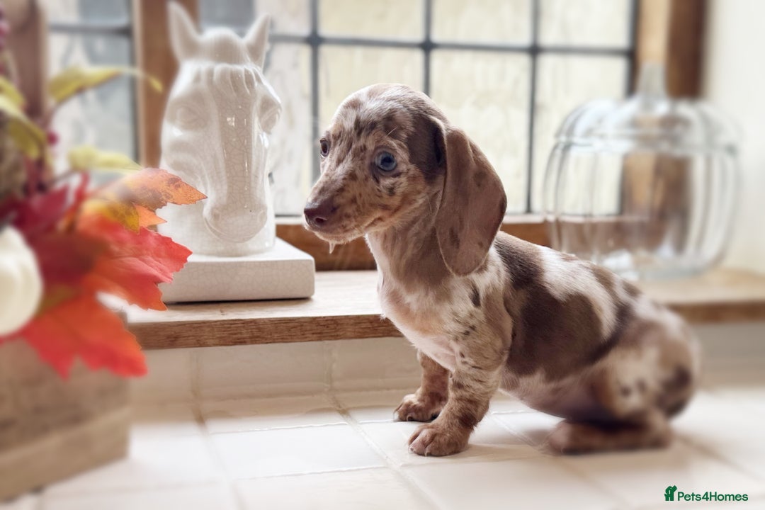 Miniature Dachshund dogs for sale: Health tested Mini dachshund puppies  - Image 5