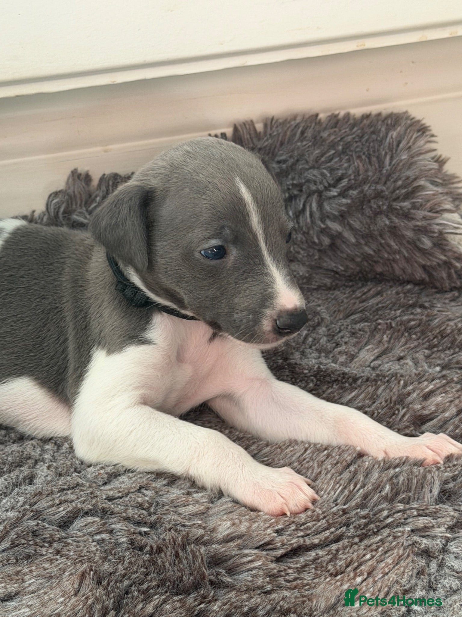 Whippet dogs One left , whippet puppy , blue female  - Advert 1