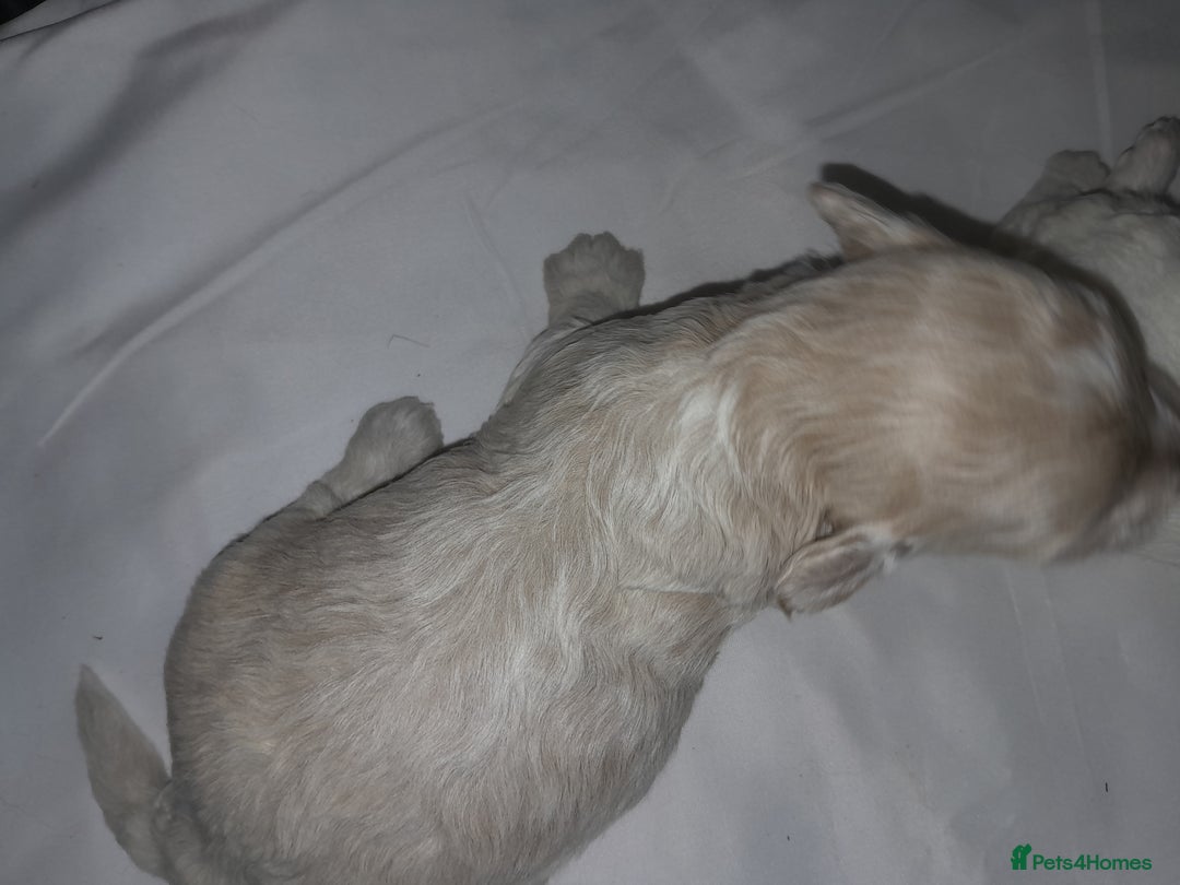 Maltipoo dogs for sale: HEALTH TESTED QUALITY F1 TOY MALTIPOO PUPPIES🩷  - Image 11