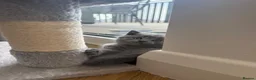 British Shorthair cats for sale: British shorthair kittens ready for new home in London - Advert 3