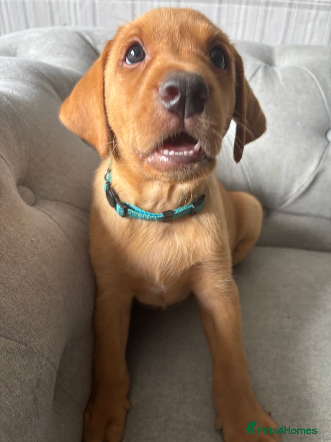 Labrador Retriever dogs for sale: Girl & Boy beautiful lab pups With paperwork  - Image 34