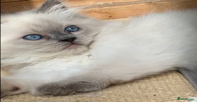 Ragdoll cats in Bordon - Advert 10