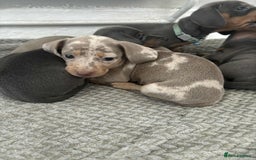 Miniature Dachshund dogs for sale: Miniature Dachshund puppies - Image 14