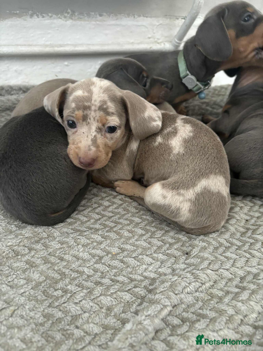 Miniature Dachshund dogs for sale: Miniature Dachshund puppies - Image 14