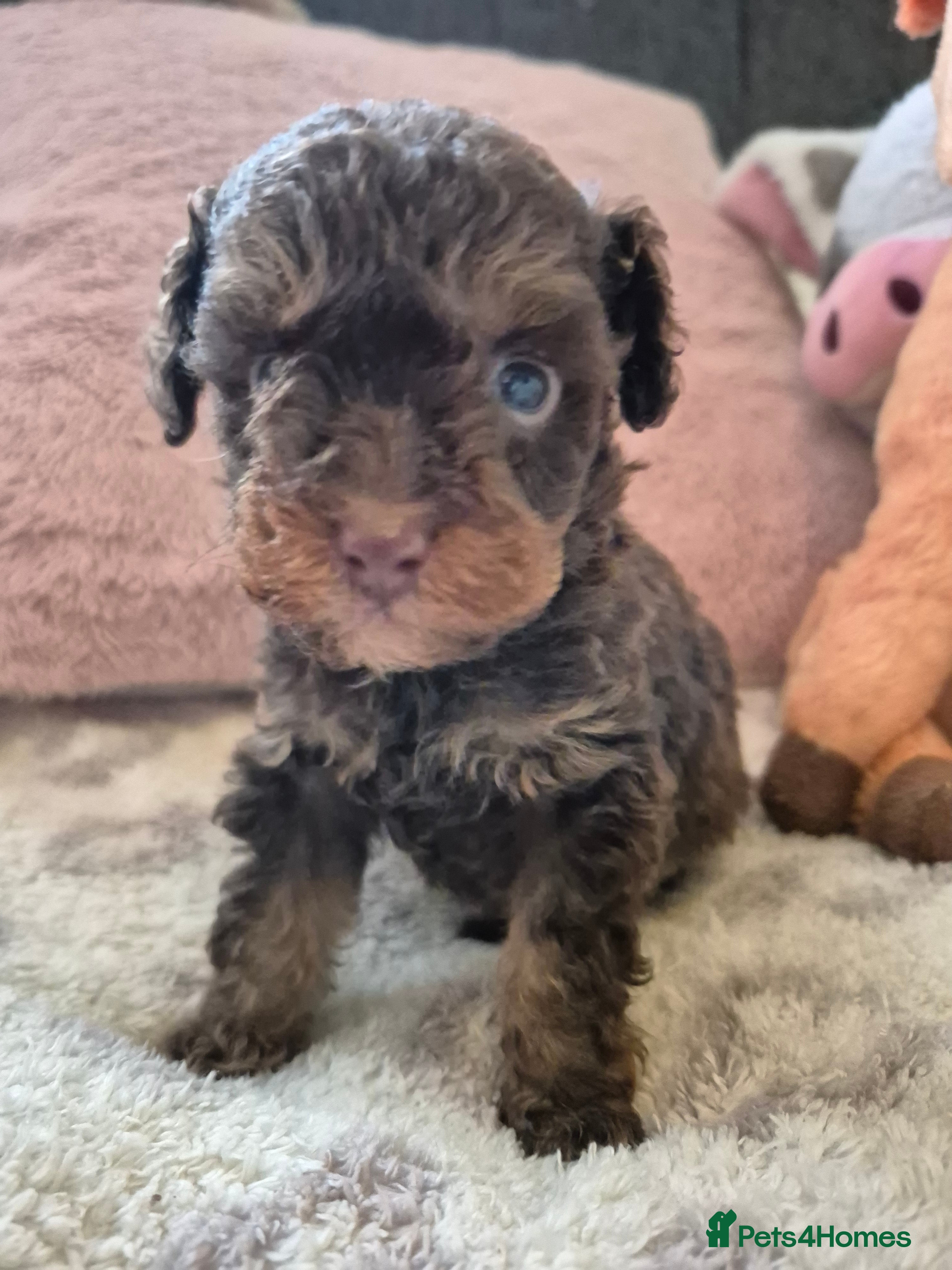 Toy Poodle dogs Toy poodle boys ready in 2 weeks - Advert 8