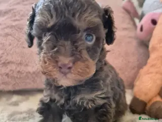 Toy Poodle dogs Toy poodle boys ready in 2 weeks - Advert 8