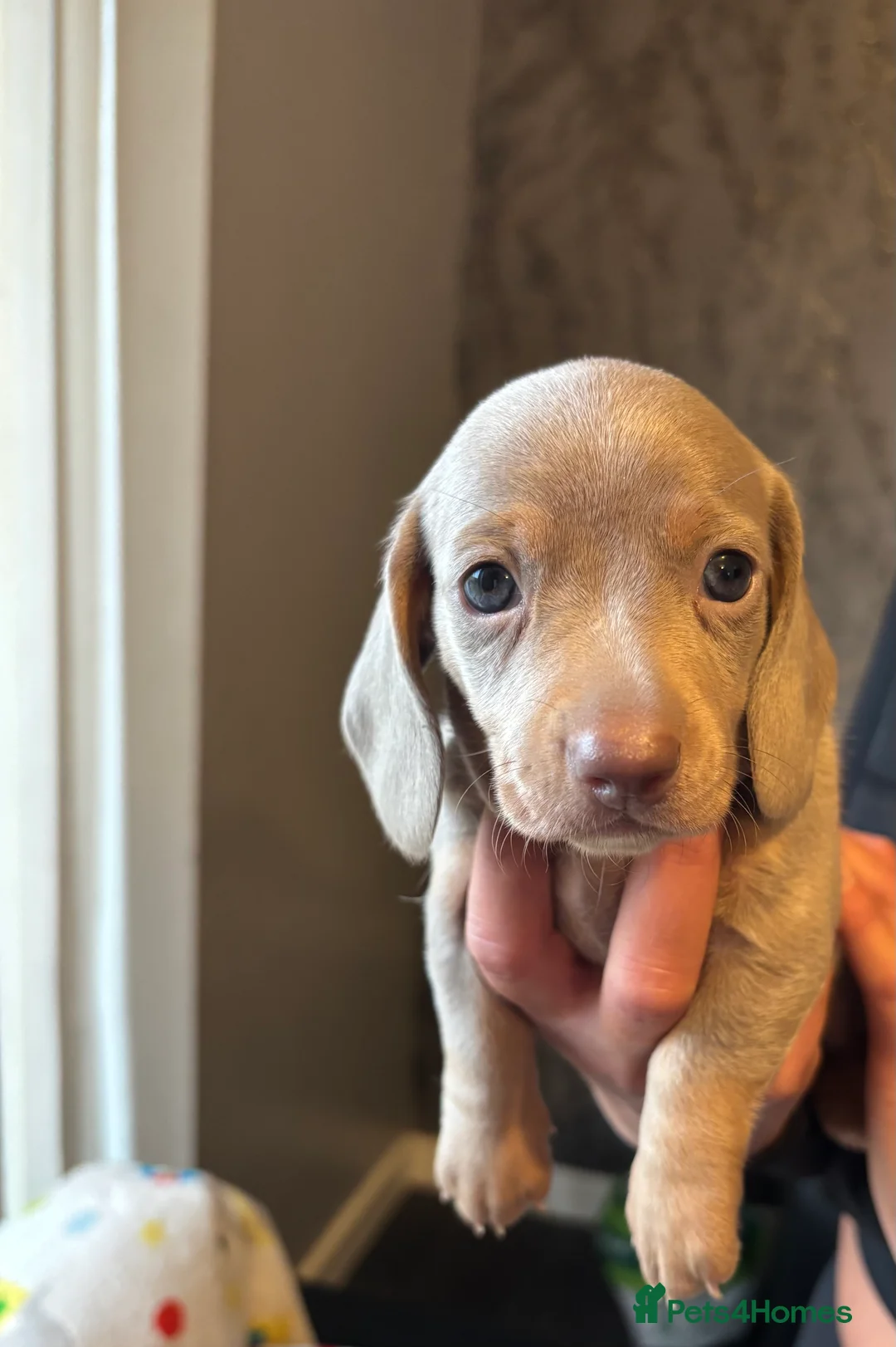 Miniature Dachshund dogs for sale: Miniature dachshund  - Advert 6