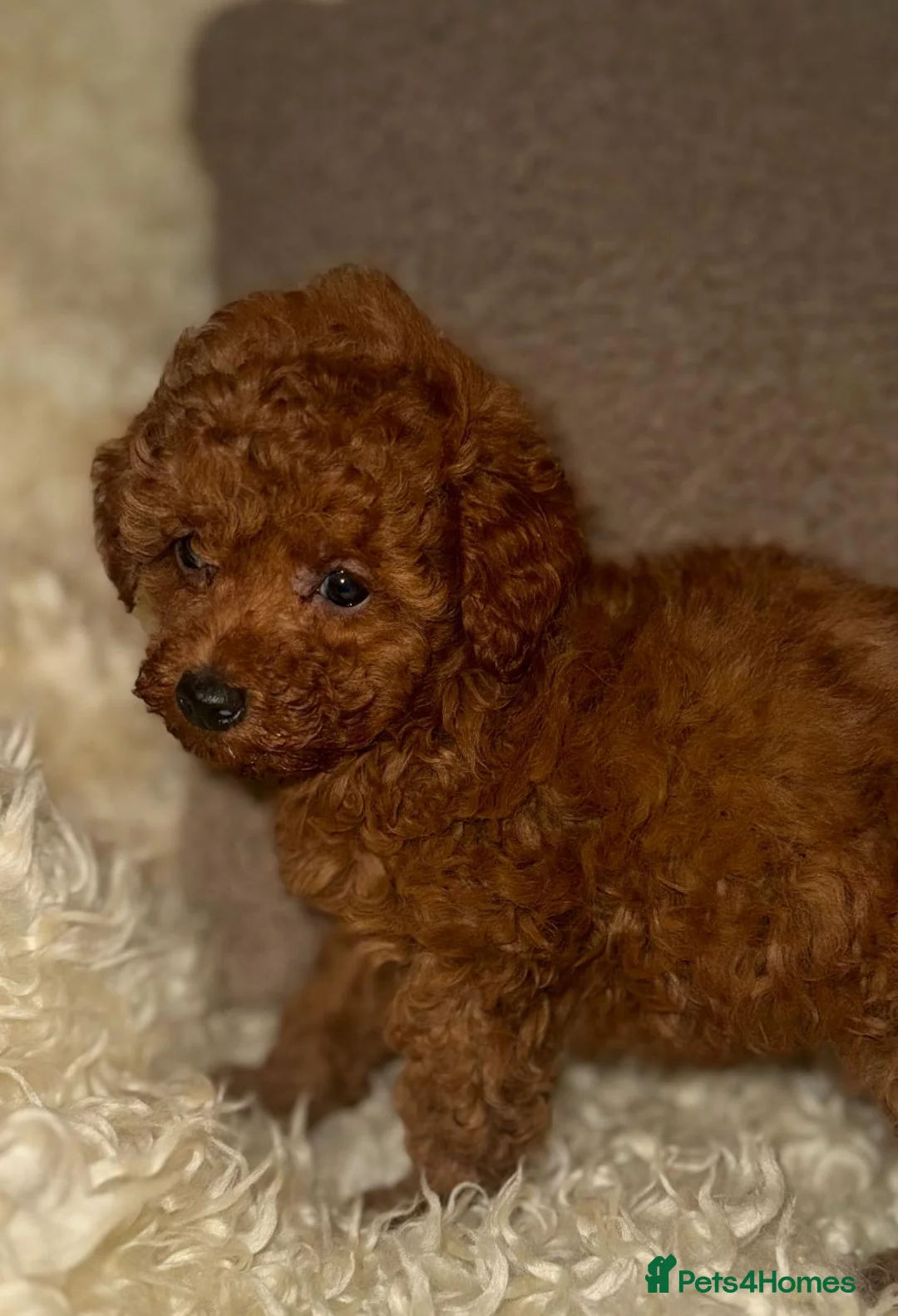 Toy Poodle dogs for sale: ❤️❤️Deep Red Petite KC Toy Poodles❤️❤️ - Advert 12