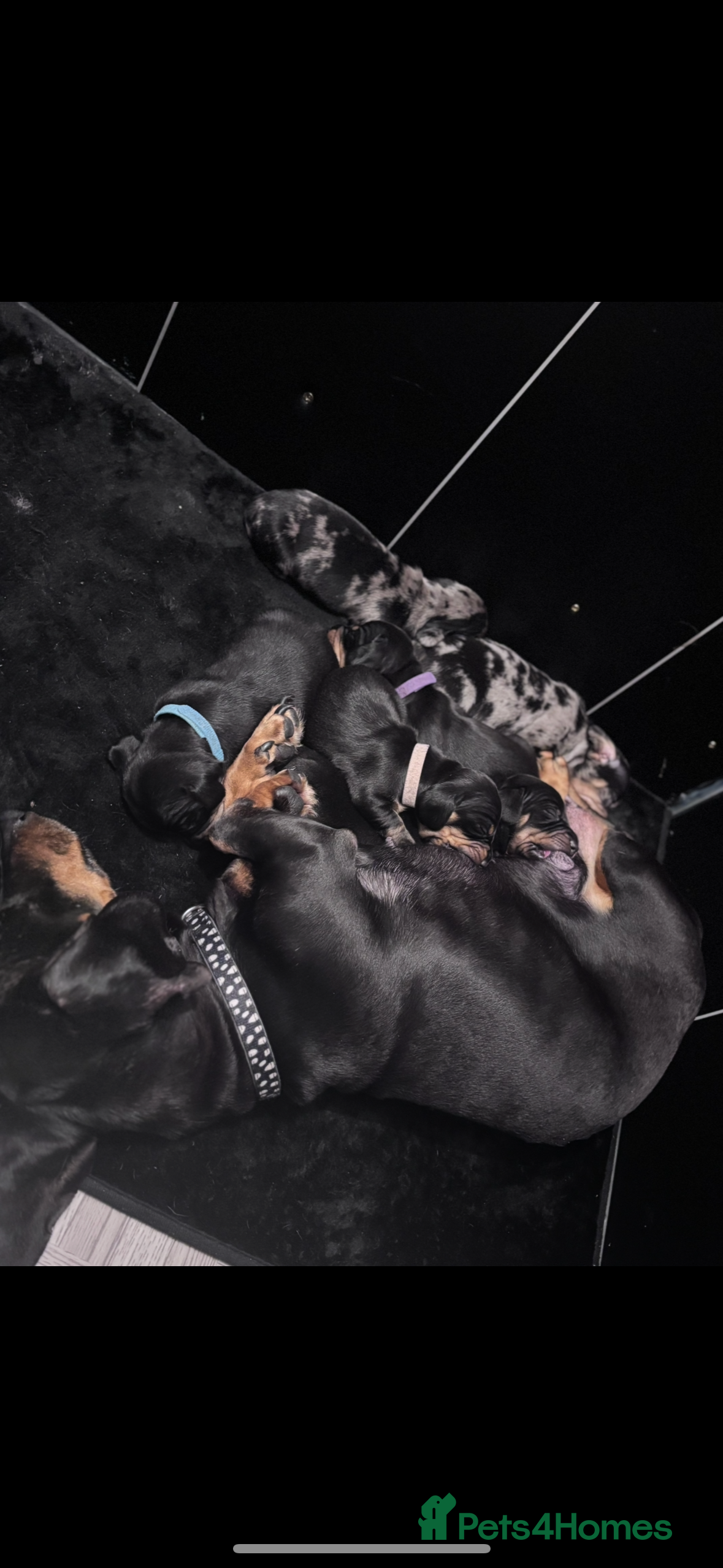 Miniature Dachshund dogs Beautiful dachshund puppies for sale  - Advert 1