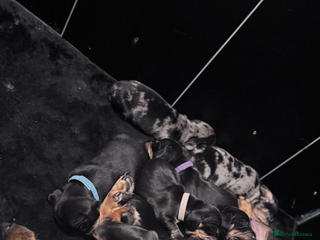 Miniature Dachshund dogs Beautiful dachshund puppies for sale - Advert 11