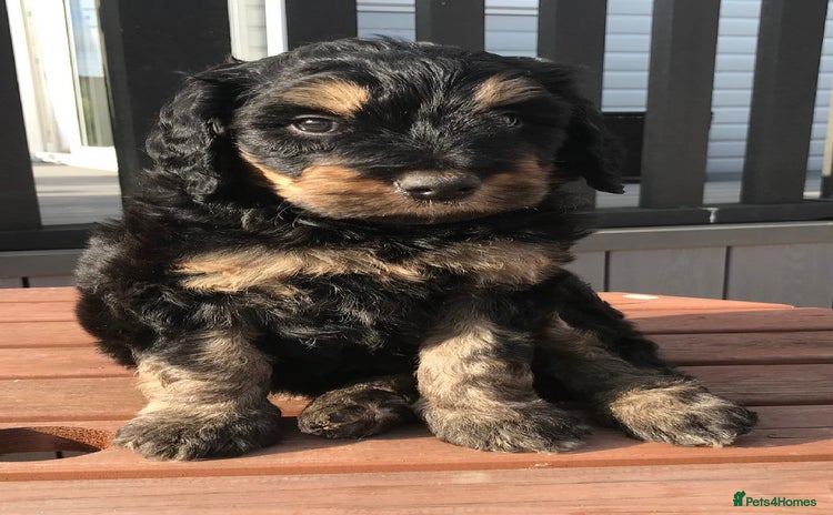 Bernedoodle dogs - Advert 10