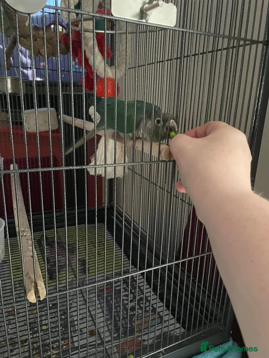 Conures birds for sale: Conure - was told male  in Bournemouth - Advert 6