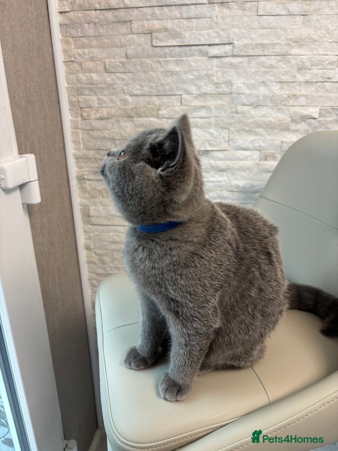 British Shorthair cats for sale: British Shorthair - Image 23