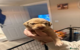 Labrador Retriever dogs for sale: Labrador puppies  - Image 13