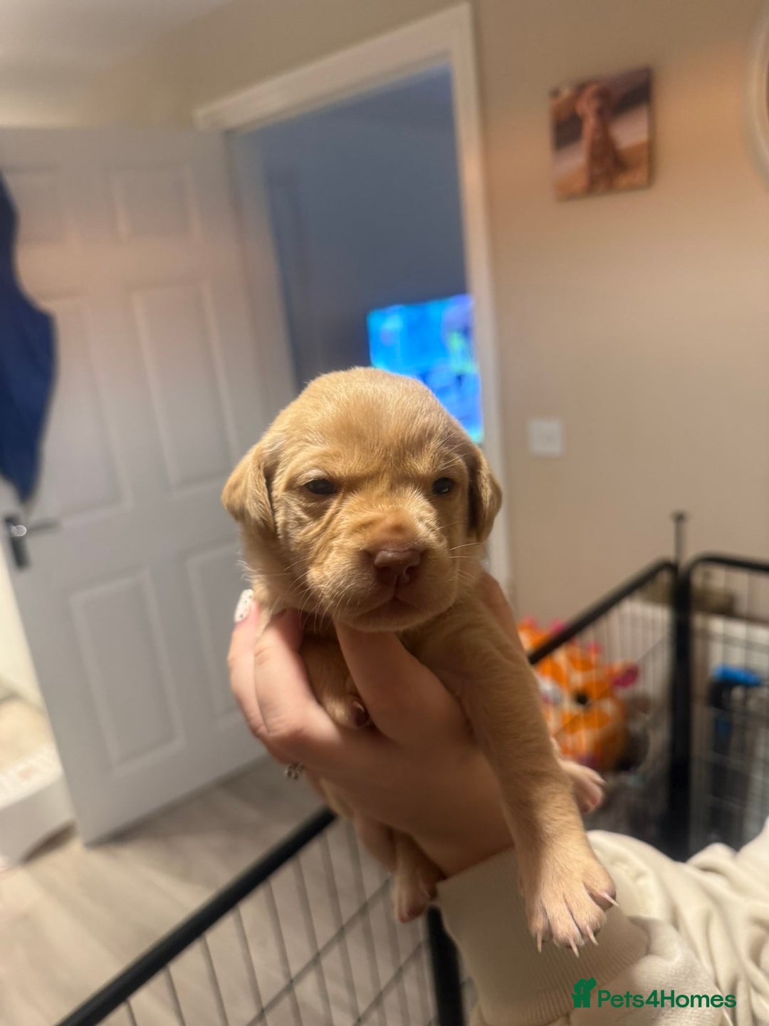 Labrador Retriever dogs for sale: Labrador puppies  - Image 13