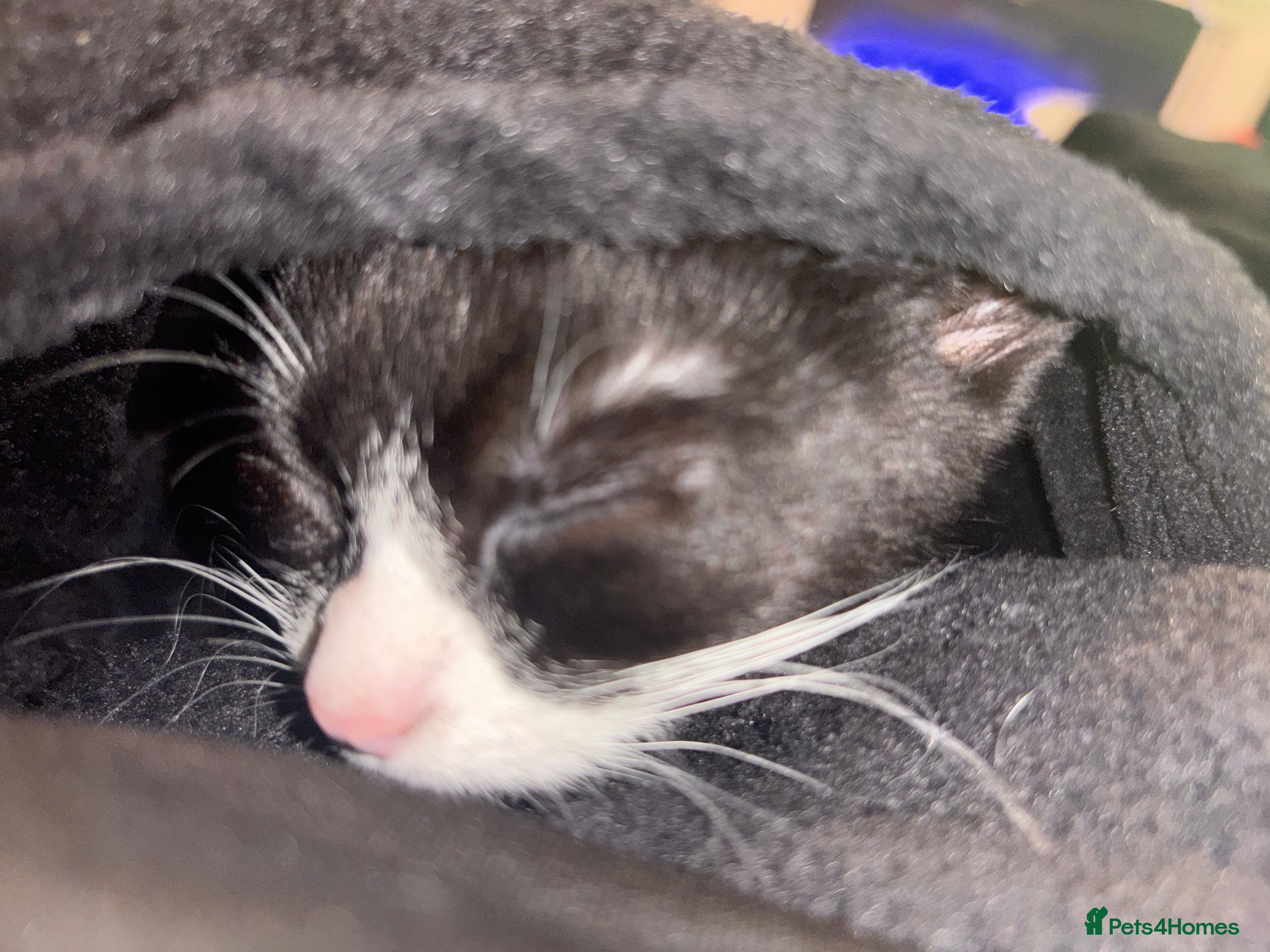 Mixed Breed cats Kitten for sale female  - Advert 1