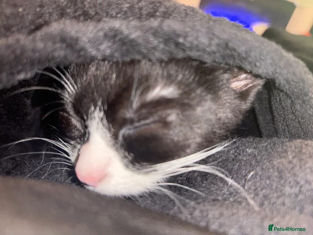 Mixed Breed cats for sale: Kitten for sale female  - Advert 1