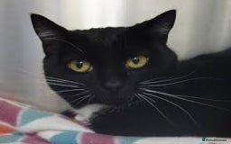 Mixed Breed cats for sale: 3 cute female kittens for sale  - Image 8