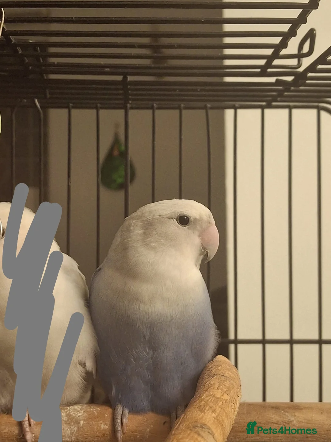 Lovebirds birds for sale: Love bird in Uxbridge - Advert 2