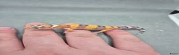 Leopard Gecko reptiles for sale: 2026 leopard gecko hatchlings  - Advert 7
