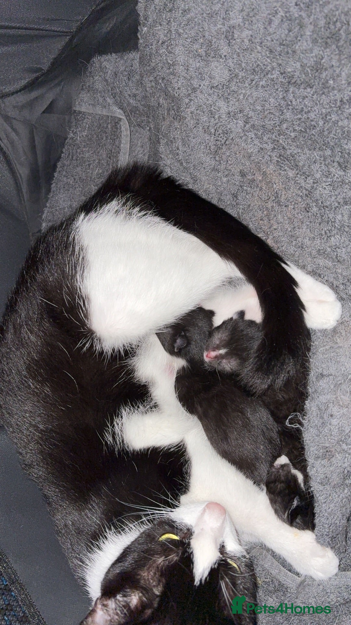 Mixed Breed cats Kittens FREE to a loving home - Advert 6