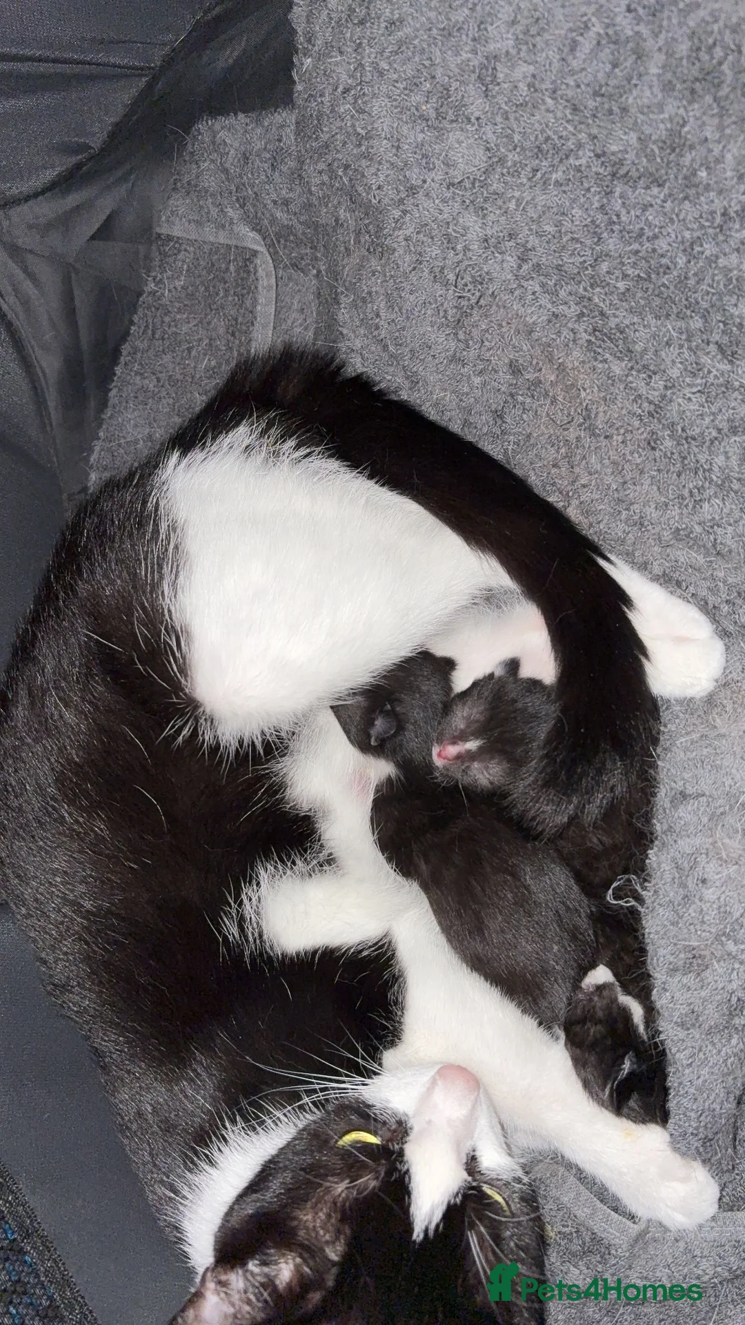 Mixed Breed cats for sale: Kittens FREE to a loving home - Advert 1