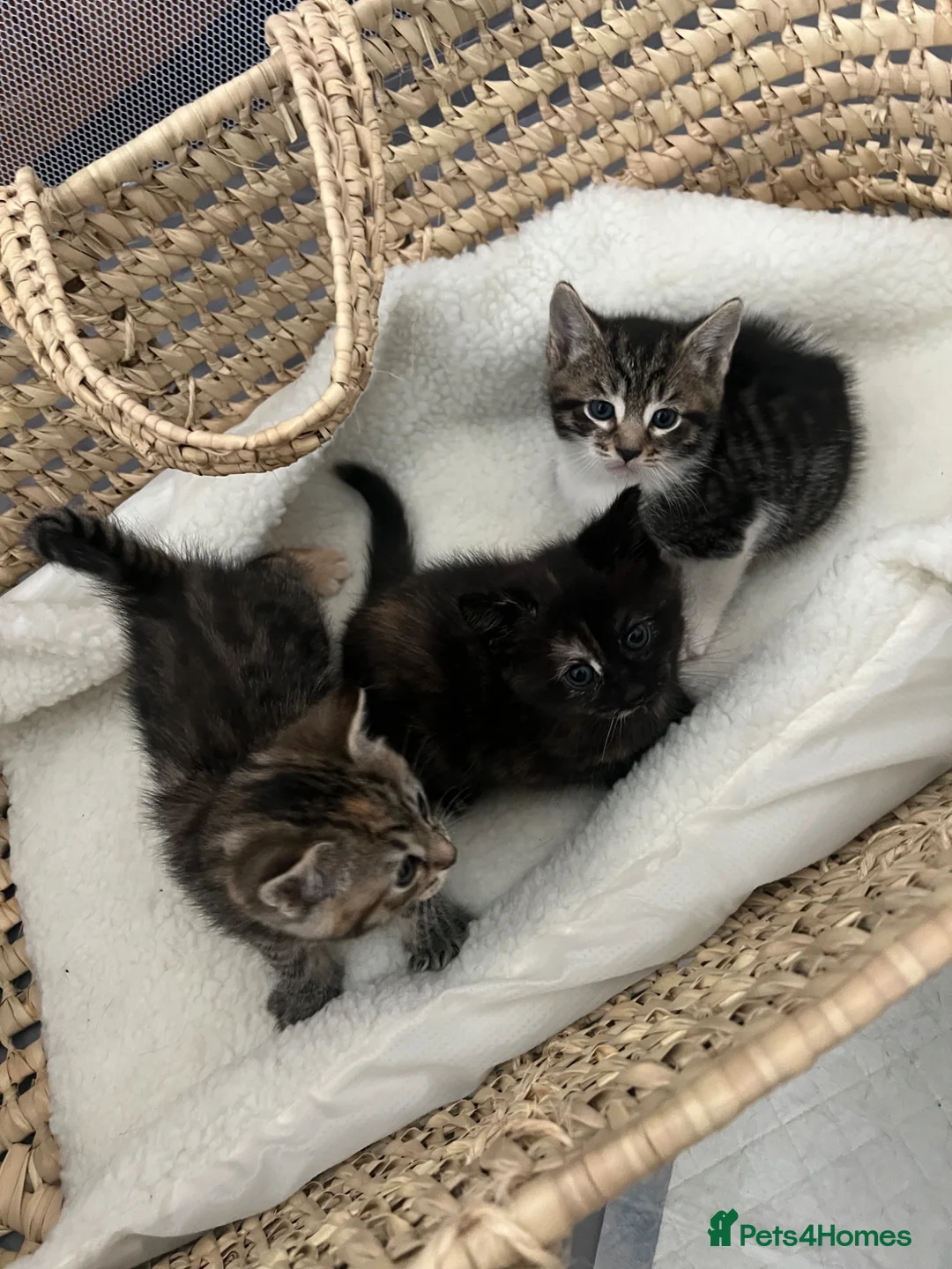 Mixed Breed cats for sale: Kittens  in Coventry - Advert 2