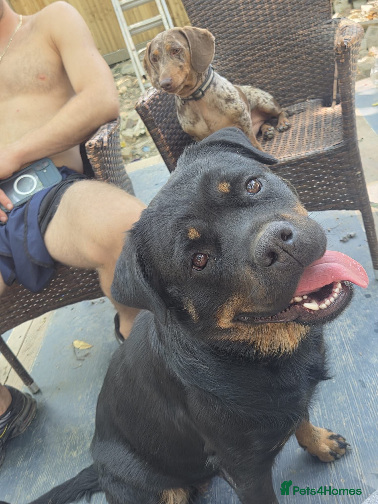 Rottweiler dogs Rottweiler Looking for forever home  - Advert 1