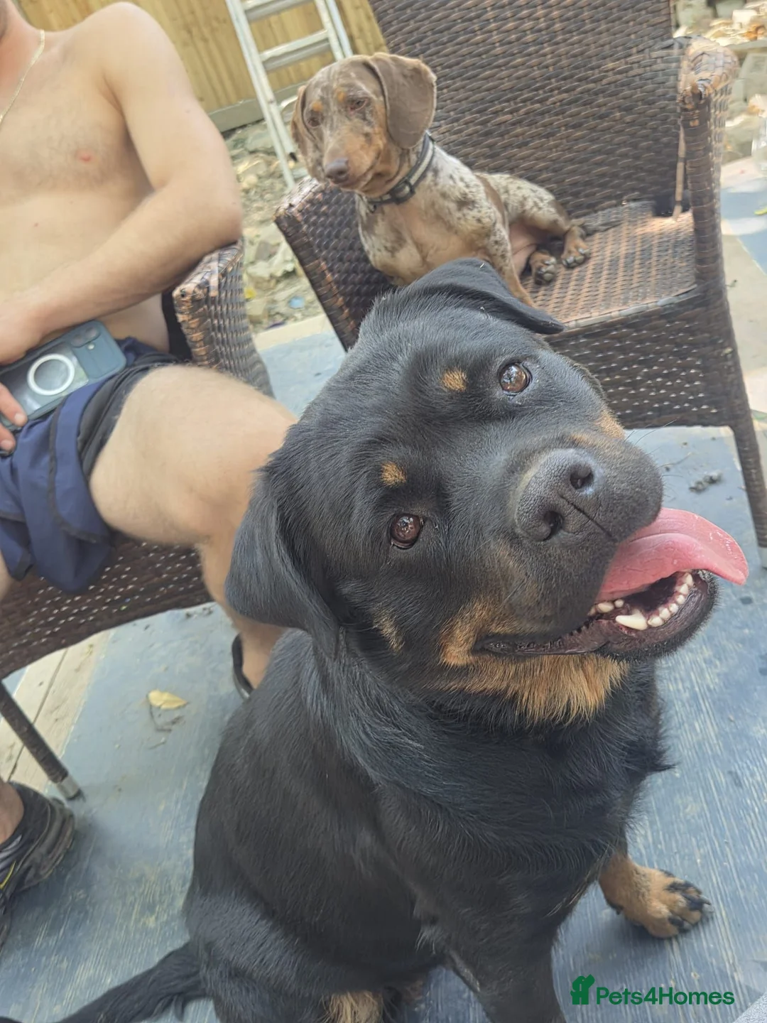 Rottweiler dogs for sale: Rottweiler Looking for forever home  - Advert 1