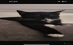 British Shorthair cats for sale: 2 beautiful male kittens for sale!  - Image 7