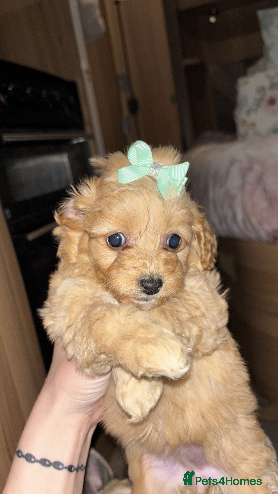 Cockapoo dogs Gorgeous Cockapoo Puppies Ready for Sale - Advert 1