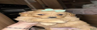 Cockapoo 2