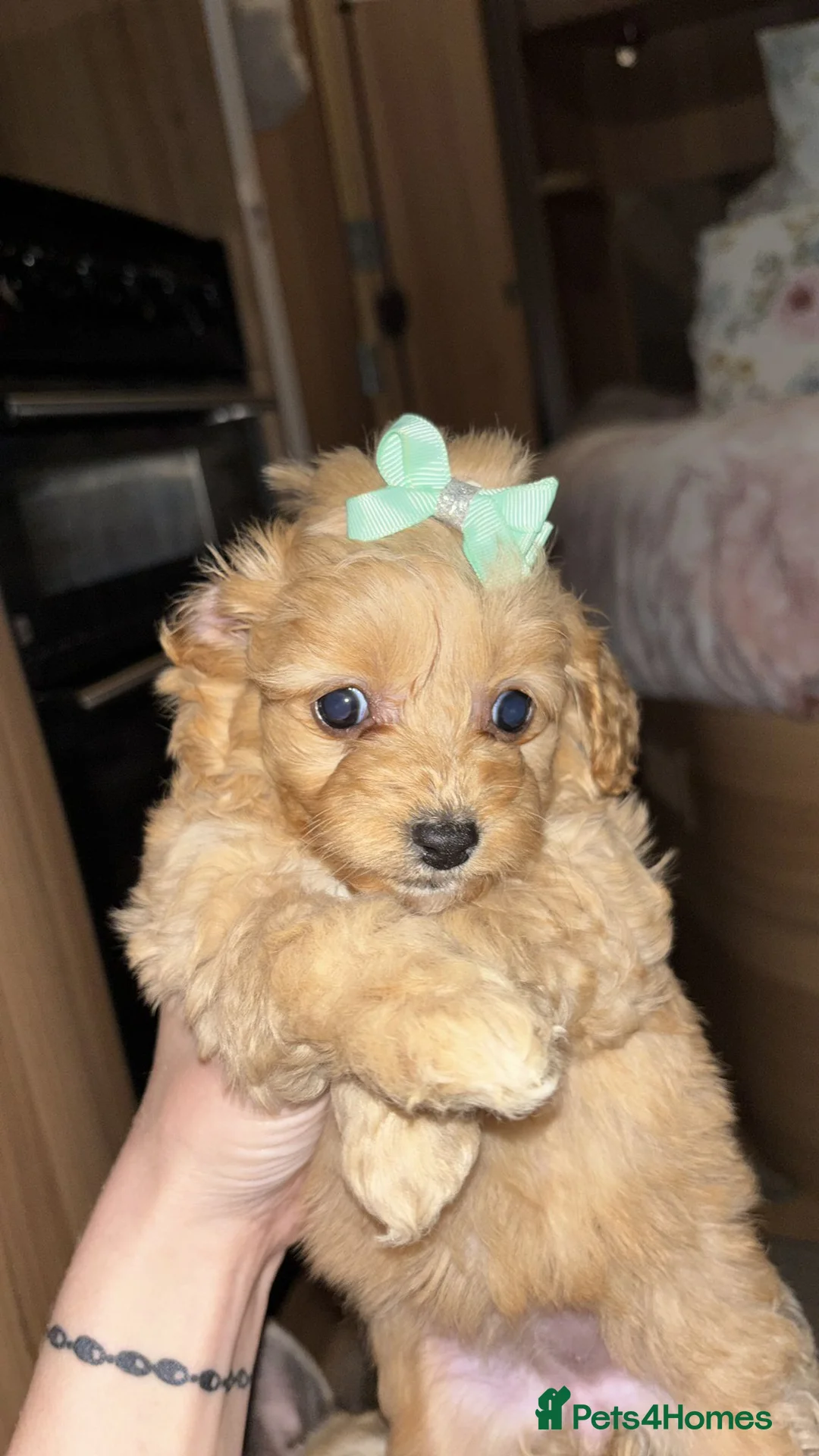 Cockapoo dogs for sale: Gorgeous Cockapoo Puppies Ready for Sale in Middlesbrough - Advert 1
