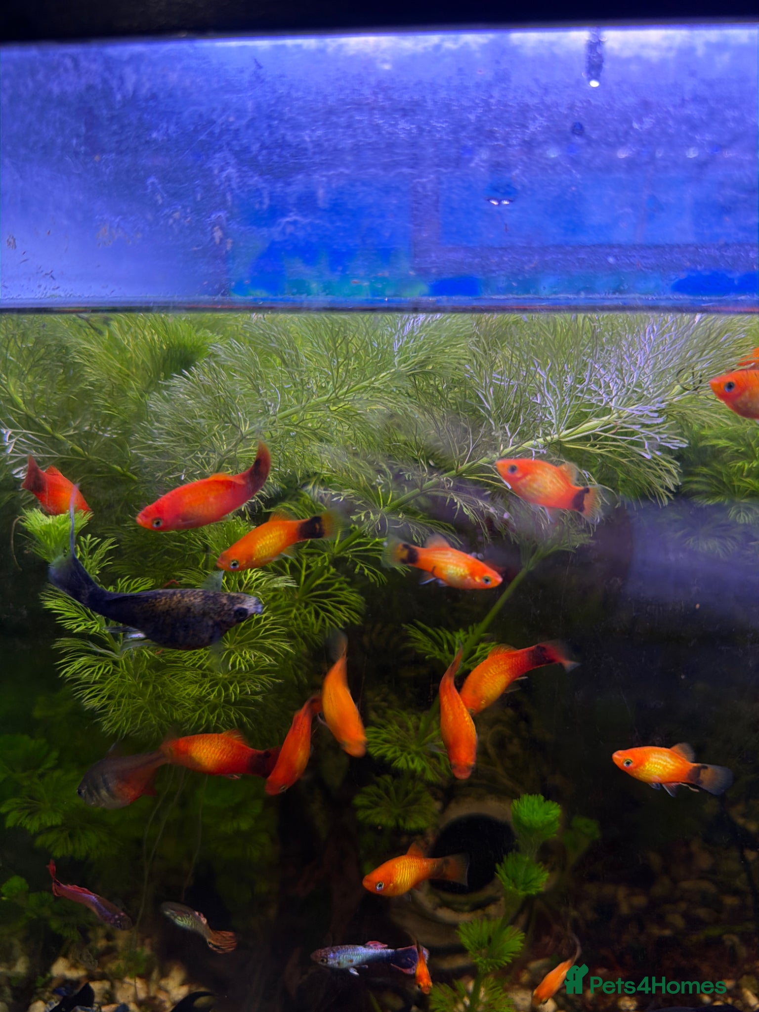 Mollies fish Black and orange mollie for sale. - Advert 1