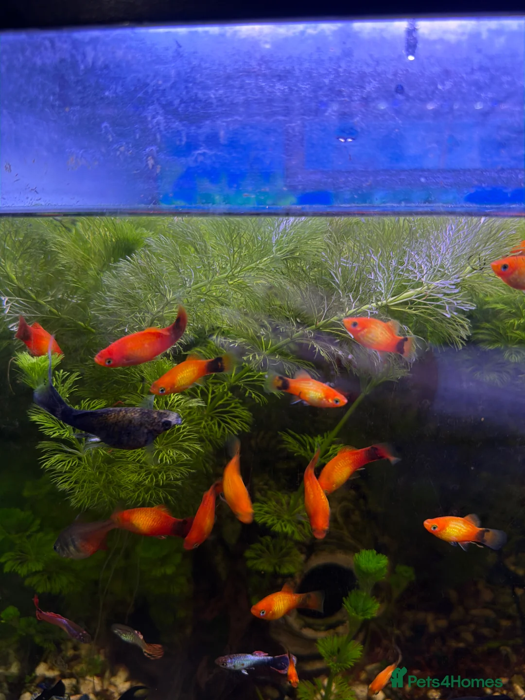 Mollies fish for sale: Black and orange mollie for sale. - Advert 1