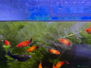 Mollies fish Black and orange mollie for sale. - Advert 1