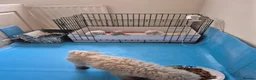 Toy Poodle dogs for sale: Toy poodle  - Advert 2