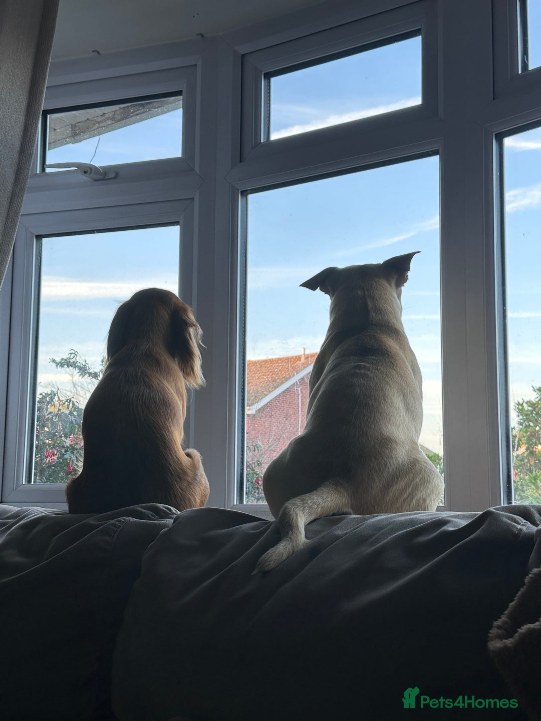 Mixed Breed dogs for sale: Staff x frenchie  - Advert 6