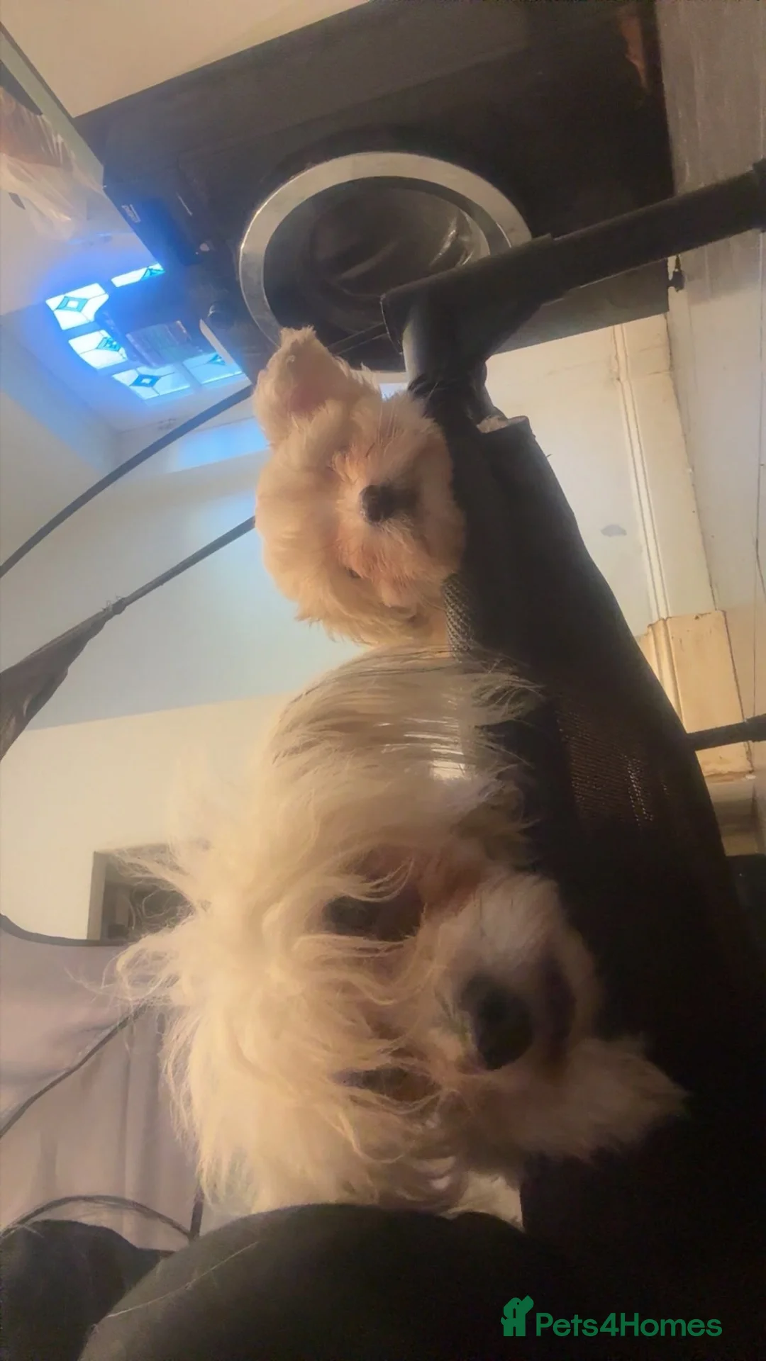 Chinese Crested dogs for sale: Adorable powderpuff girl - Advert 5