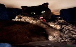 Mixed Breed cats for sale: 1/4 Persian, 1/4 Ragdoll kittens looking for home - Image 7