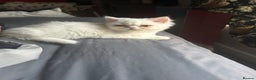 Persian cats for sale: Beautiful Persian kittens - Advert 6