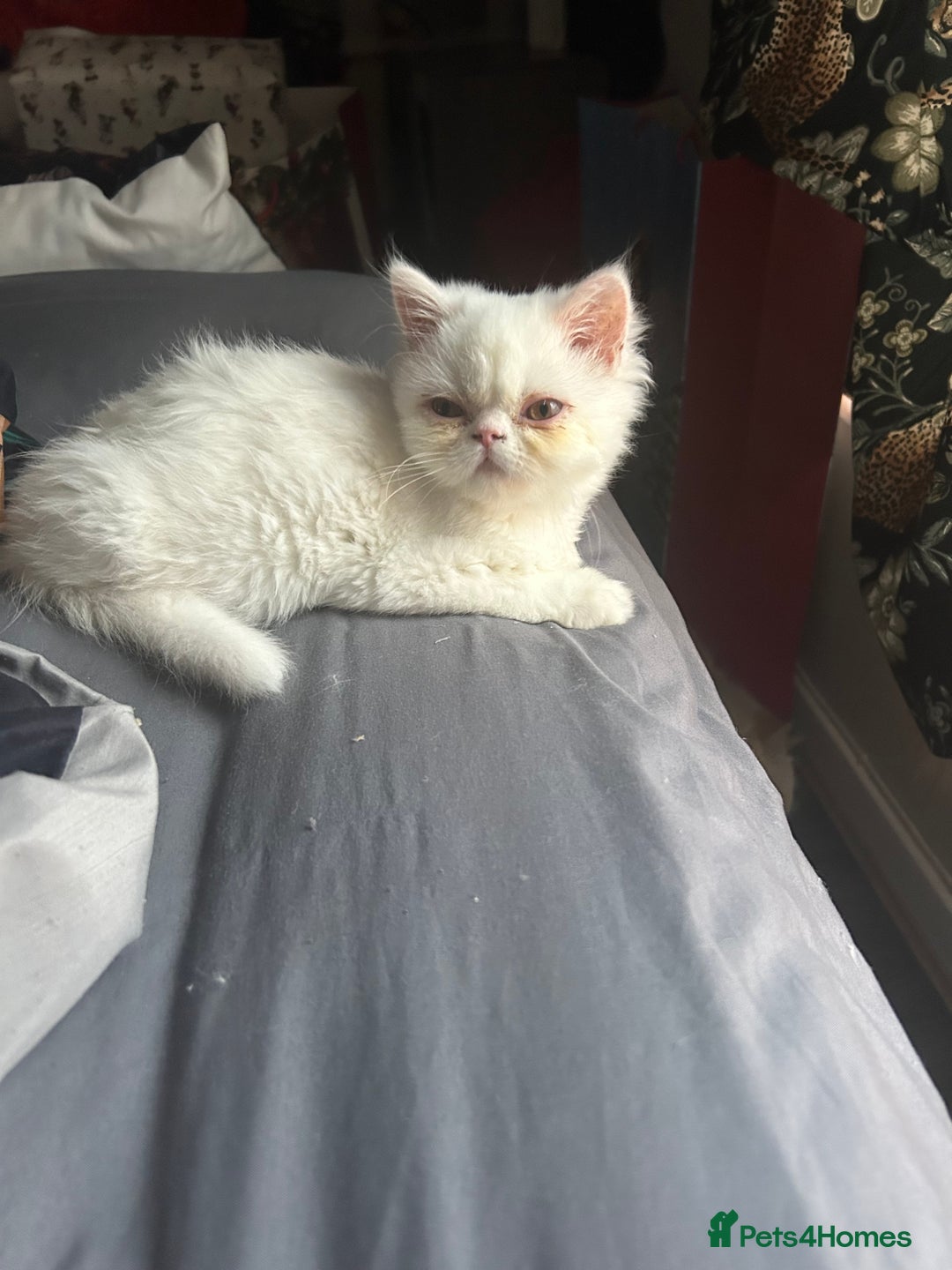 Persian cats for sale: Beautiful Persian kittens - Advert 6