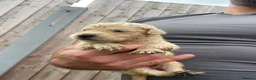 Golden Retriever dogs for sale: 🤍Cream / Platinum Golden Retriever Pups 🤍 - Advert 23