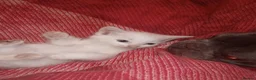 Mixed Breed cats for sale: 5 gorgeous playful male kittens,  in Llanybydder - Advert 2